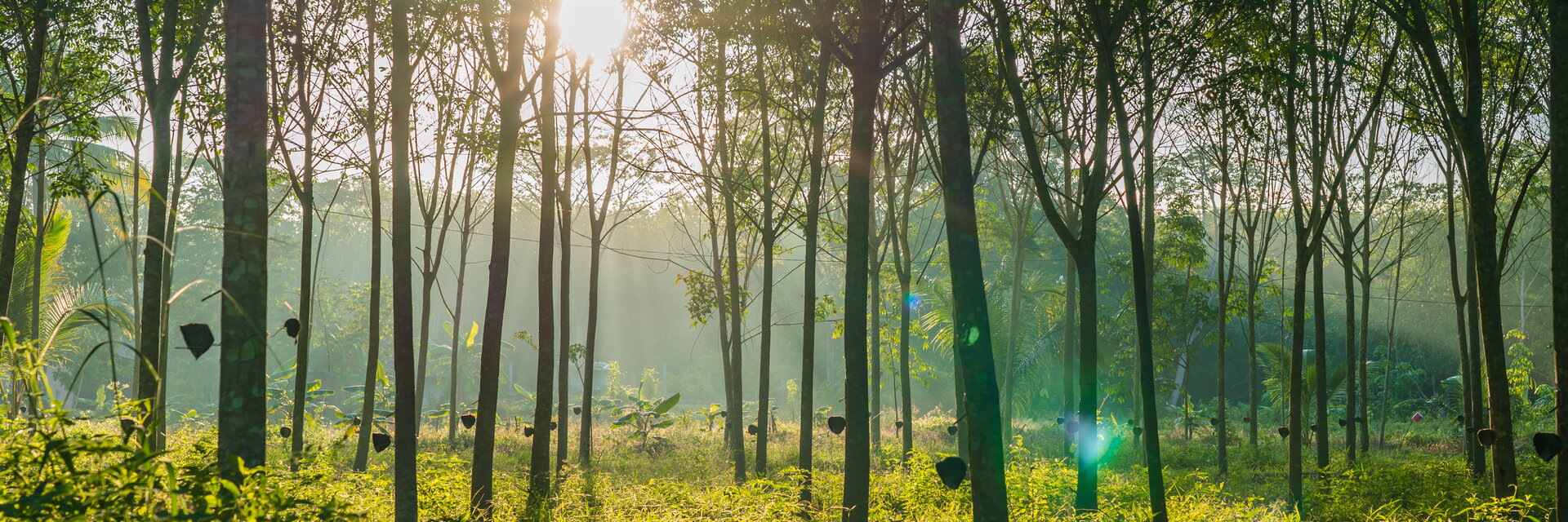 Ein Wald aus Hevea- oder Gummebümen.