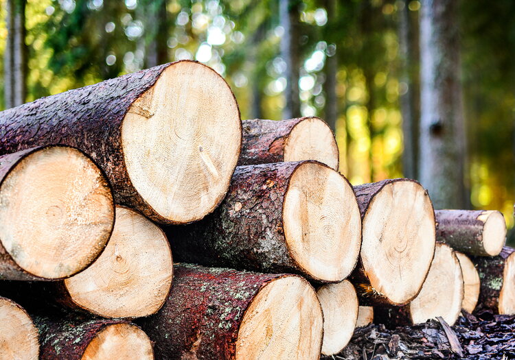Im Vordergrund die Sägekante von Kiefernstämmen, im Hintergrund ein Wald.