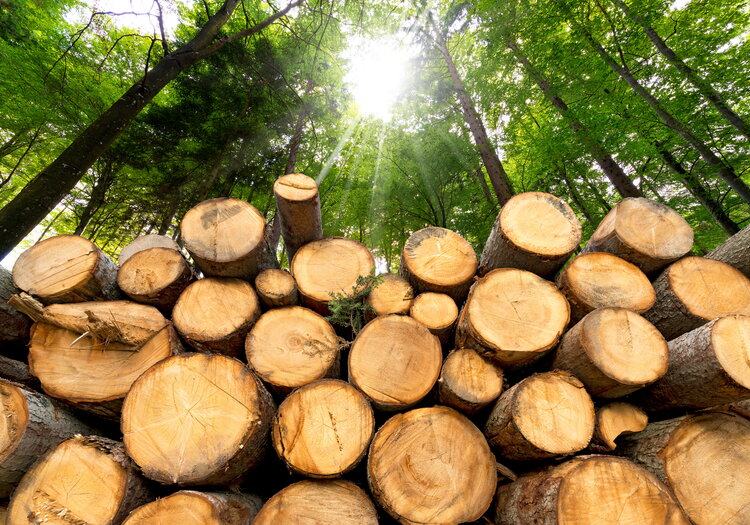 Im Vordergrund die Sägekante von Buchenstämmen, im Hintergrund ein Wald.