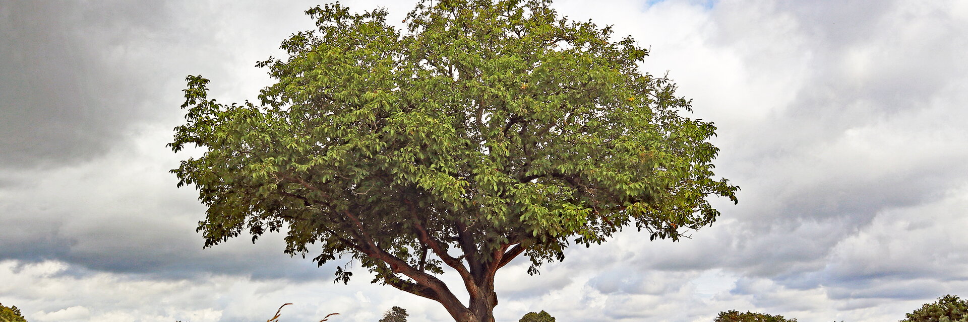 Ein Walnussbaum auf einem Feld.