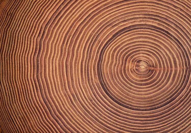 Querschnitt durch einen Wengen-Baumstamm mit Jahresringen.