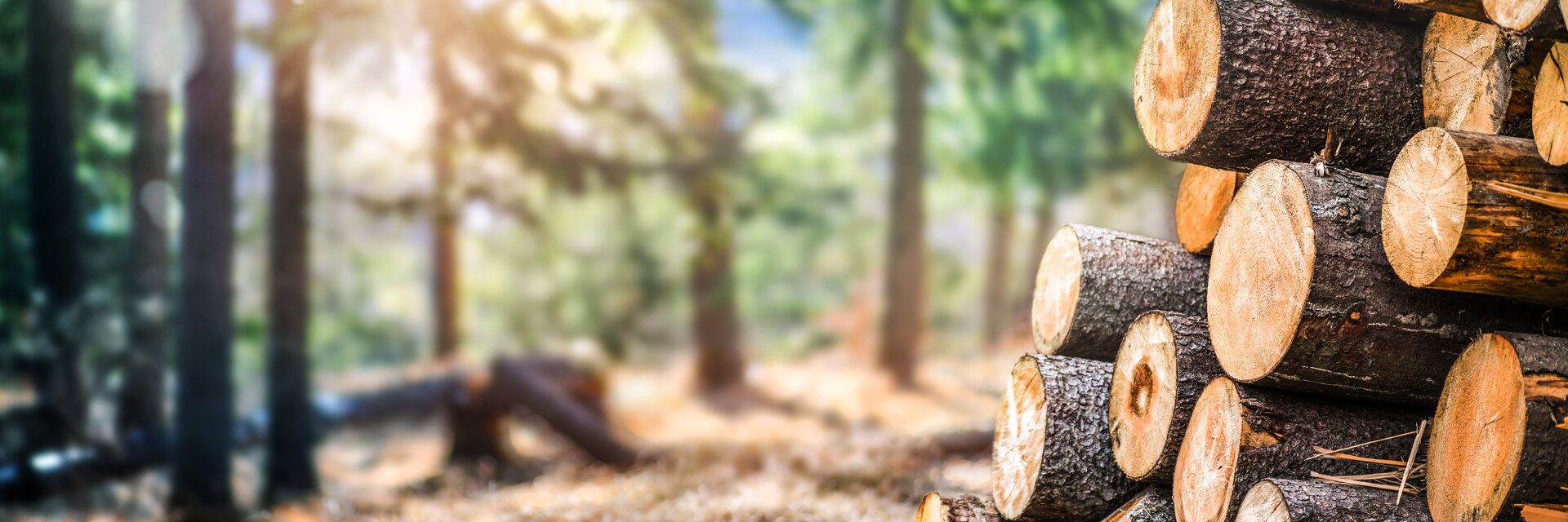 Kiefernholzstämme