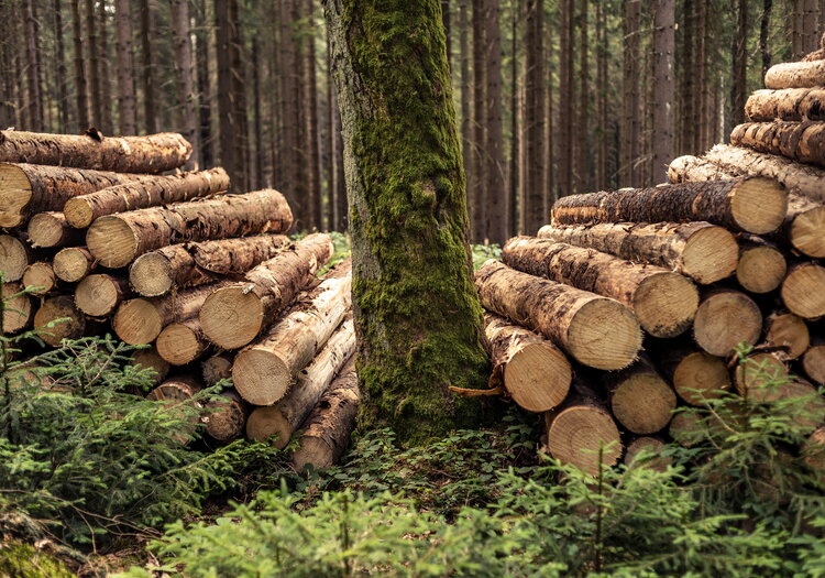 Holzstapel und alter Ahornbaum