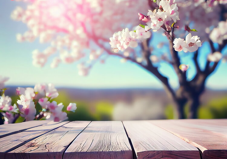 Im Vordergrund Kirschbaum-Bretter als Tisch, um Hintergrund ein Kirschbaum.